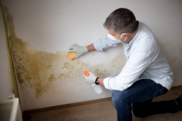 Hilmar Irwin, CA Mold Removal Company